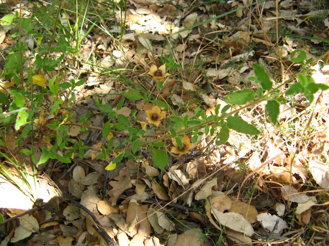 Cistus salvifolius / Cisto femmina